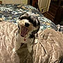 dog, pet, bed, blanket, indoor, fur, collar, yawning, mouth_open, cute, animal, canine, furry, cozy, home, comfort, sleepy, resting, bedroom, domestic