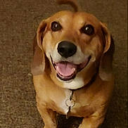 Nippy is registered to the contest to win money with this photo: beagle, black_nose, brown_eyes, brown_fur, canine, carpet, closeup, collar, dog, floppy_ears, happy, indoor, open_mouth, pet, pink_tongue, portrait, sitting, smiling, tag, white_chest
