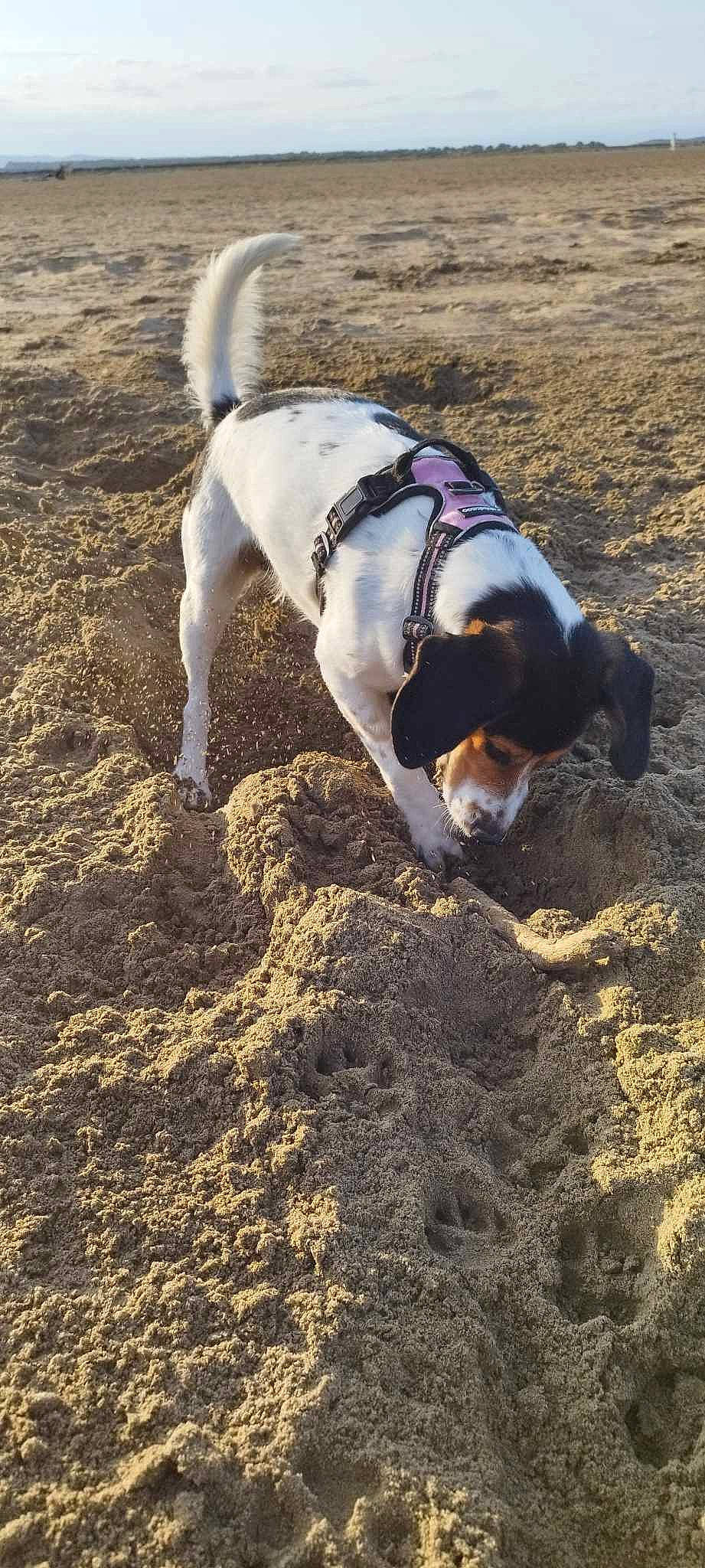 Plume participe au concours pour gagner de l'argent avec cette photo : carnivore, collar, companion_dog, dog, dog_breed, dog_supply, fawn, hound, hunting_dog, landscape, non_sporting_group, pet_supply, sand, scent_hound, soil, sporting_group, tail, working_animal, working_dog
