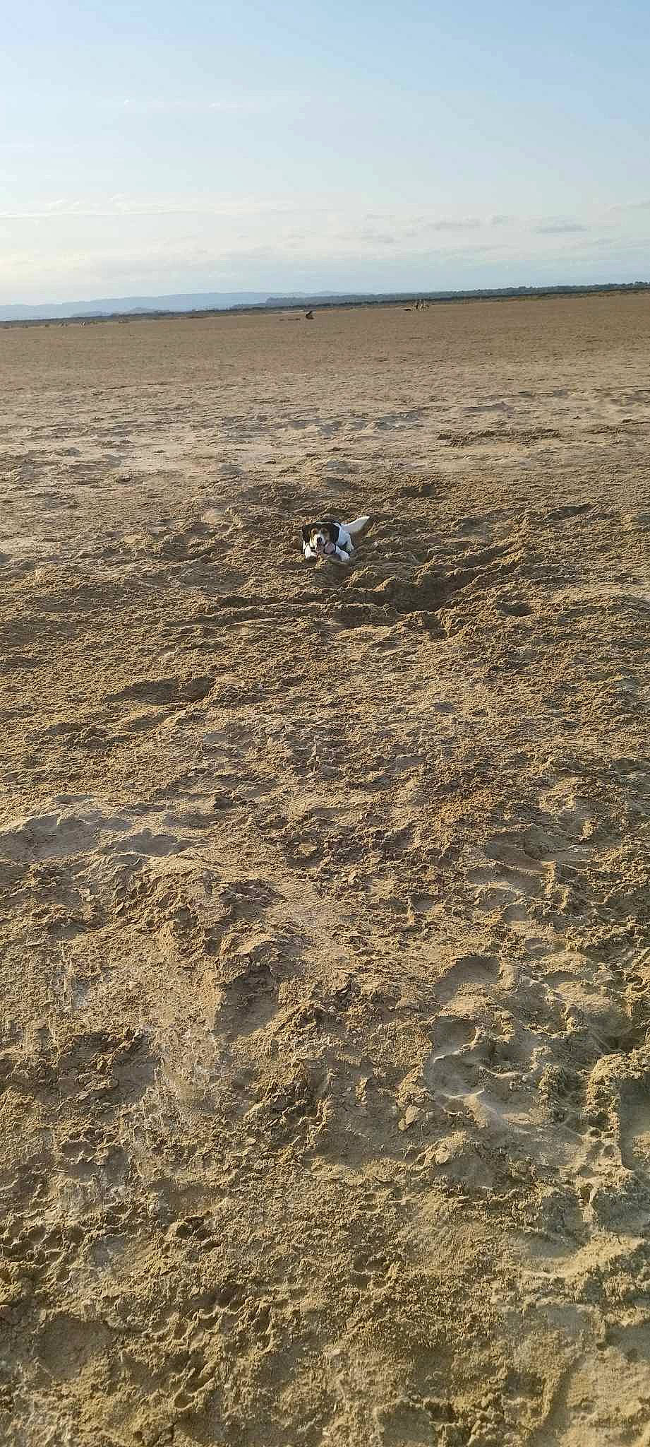 Plume a rejoint le concours — aidez-le/la à gagner de superbes lots ! aeolian_landform, beach, cloud, coast, coastal_and_oceanic_landforms, dog, horizon, landscape, liquid, ocean, sand, shadow, shore, sky, soil, water, wave, wetland, wind_wave, wood