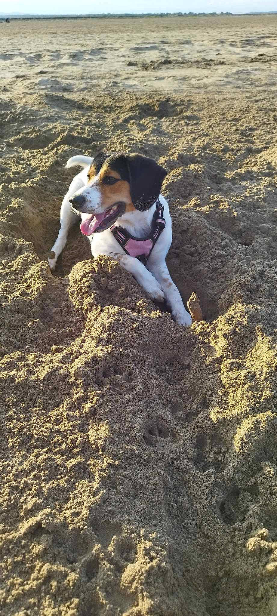 Plume a rejoint le concours — aidez-le/la à gagner de superbes lots ! adventure, canidae, carnivore, chilean_fox_terrier, companion_dog, dog, dog_breed, fun, herding_dog, hound, hunting_dog, landscape, non_sporting_group, recreation, rock, sand, soil, sporting_group, tail, working_dog