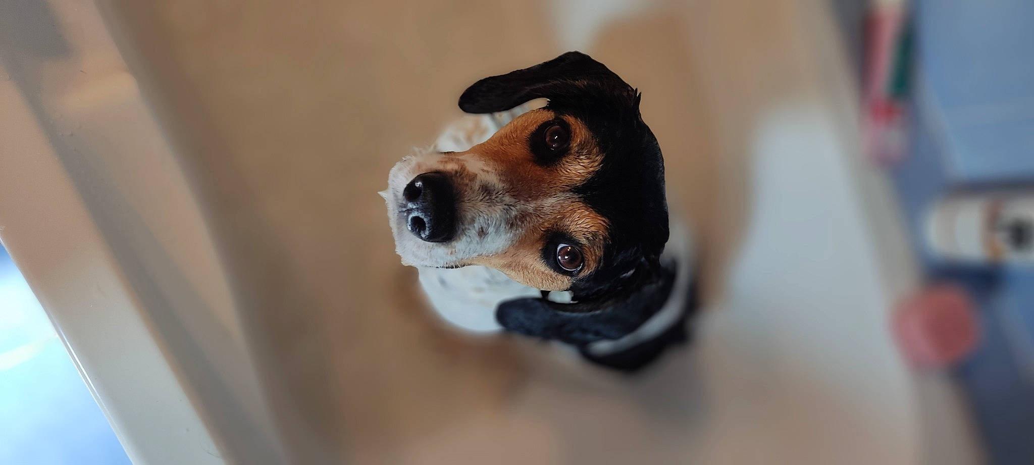 Plume participe au concours pour gagner de l'argent avec cette photo : canidae, carnivore, collar, companion_dog, dog, dog_breed, dog_collar, ear, fawn, fur, hunting_dog, non_sporting_group, pet_supply, sporting_group, terrestrial_animal, whiskers, wood, working_animal