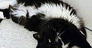 Elvis joined the competition — help win amazing prizes! cat, black_and_white, fluffy, fur, golden_eyes, whiskers, lying_down, relaxed, playful, pet, animal, indoor, floor, carpet, home, portrait, close_up, sleepy, tail, paws