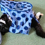 Elvis joined the competition — help win amazing prizes! cat, black_and_white_cat, pet, animal, furry, whiskers, sleeping, lying_down, face, tail, polka_dot, fabric, tunnel, toy, indoor, carpet, green_carpet, play_area, cozy, funny
