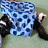 cat, black_and_white_cat, pet, animal, furry, whiskers, sleeping, lying_down, face, tail, polka_dot, fabric, tunnel, toy, indoor, carpet, green_carpet, play_area, cozy, funny