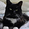 Elvis joined the competition — help win amazing prizes! cat, tuxedo_cat, black_fur, white_fur, green_eyes, whiskers, paws, animal, pet, portrait, close_up, sitting, bed, blanket, bedroom, indoor, cozy, relaxed, alert, photography