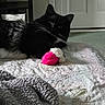 Elvis is registered to the contest to win money with this photo: cat, tuxedo_cat, fluffy, black_and_white, whiskers, green_eyes, pet, animal, lying_down, bed, quilt, blanket, pink_toy, plush_toy, indoors, bedroom, door, relaxed, long_hair, portrait