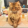 Samael a rejoint le concours — aidez-le/la à gagner de superbes lots ! cat, fluffy, long_hair, sitting, table, placemat, indoor, pet, feline, household_items, domestic, brown, striped, portrait, animal, whiskers, ears, eyes, furniture, calm