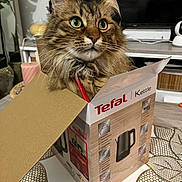 Samael participe au concours pour gagner de l'argent avec cette photo : cat, box, cardboard, kettle_box, indoor, feline, curious, fur, green_eyes, table, plant, television, home, cozy, pet, whiskers, domestic, brown_fur, closeup, table_mat