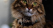 Samael a rejoint le concours — aidez-le/la à gagner de superbes lots ! animal, background_blur, cat, close_up, collar, curious, cute, domestic_cat, feline, fluffy, focused, fur, green_eyes, indoor, mammal, pet, portrait, soft_light, tabby, whiskers