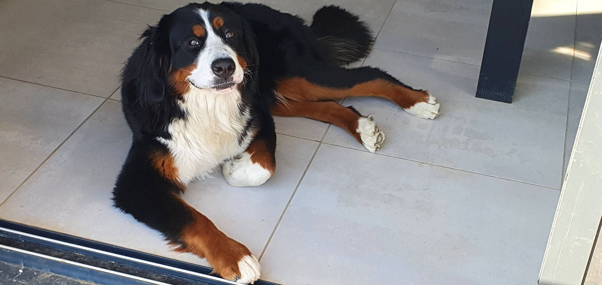 Saya a rejoint le concours — aidez-le/la à gagner de superbes lots ! bernese_mountain_dog, bored, canidae, carnivore, companion_dog, dog, dog_breed, door, flooring, fur, giant_dog_breed, hardwood, sporting_group, terrestrial_animal, working_dog