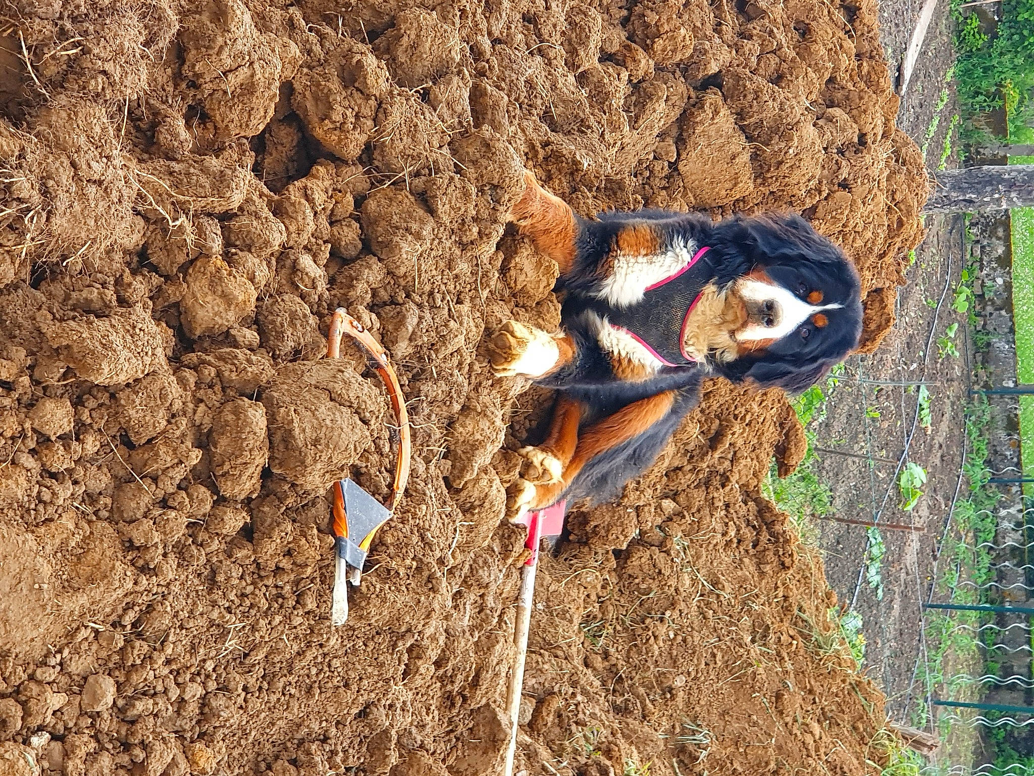Saya participe au concours pour gagner de l'argent avec cette photo : _geese_and_swans, adventure, beak, duck, ducks, grass, jungle, landscape, people_in_nature, plant, recreation, shadow, soil, tree, trunk, waterfowl, wildlife, wood