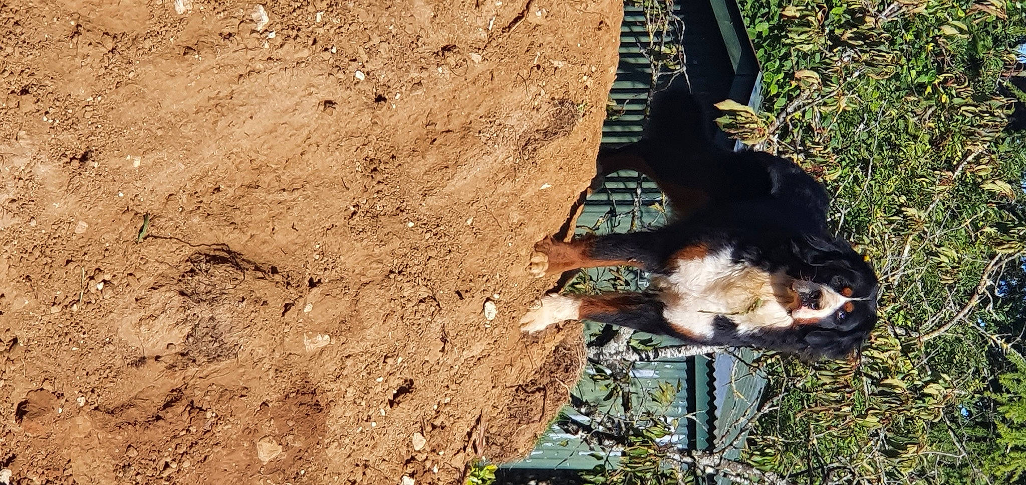 Saya a rejoint le concours — aidez-le/la à gagner de superbes lots ! canidae, carnivore, dog, dog_breed, fawn, felidae, fur, grass, plant, rock, shadow, soil, sporting_group, tail, terrestrial_animal, tree, trunk, wildlife, window, wood