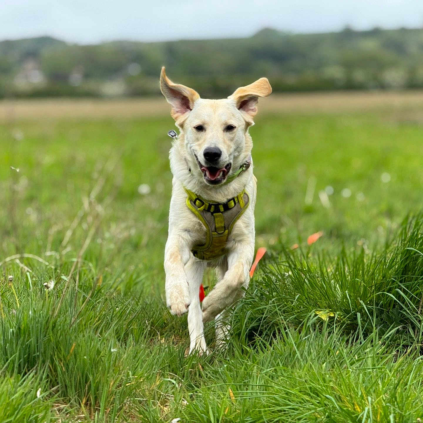 Benji is registered to the contest to win money with this photo: active, animal, blurred_background, canine, daytime, dog, ears, energetic, field, grass, green, happy, harness, mammal, nature, outdoor, pet, playful, running, summer