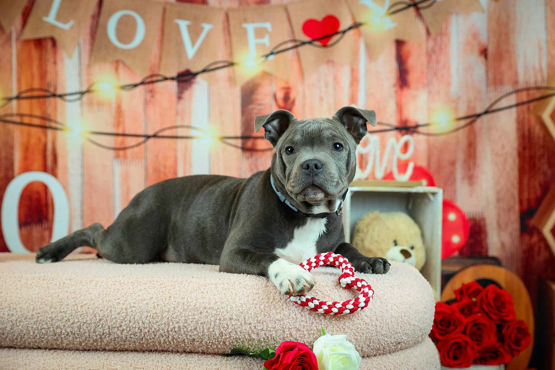 Asko a rejoint le concours — aidez-le/la à gagner de superbes lots ! puppy, dog, blanket, heart_shaped_toy, roses, teddy_bear, string_lights, love_sign, cozy, indoor, cute, pet, collar, decor, red, white, brown, wooden_background, romantic, valentines