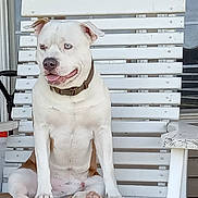 Toby is registered to the contest to win money with this photo: animal, bench, canine, closeup, collar, daylight, dog, domestic_animal, friendly, happy, light_blue_eyes, outdoor, pet, porch, relaxed, sitting, summer, tongue_out, white_dog, wooden_bench
