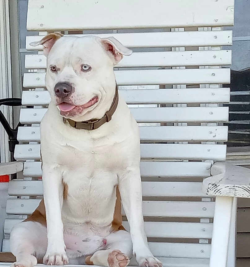 Toby is registered to the contest to win money with this photo: animal, bench, canine, closeup, collar, daylight, dog, domestic_animal, friendly, happy, light_blue_eyes, outdoor, pet, porch, relaxed, sitting, summer, tongue_out, white_dog, wooden_bench