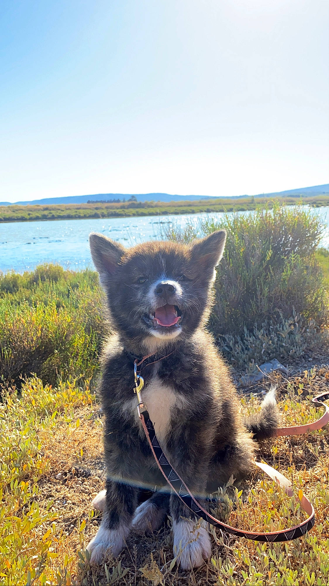 Aïka a rejoint le concours — aidez-le/la à gagner de superbes lots ! canidae, carnivore, dog, dog_breed, landscape, mammal, vertebrate, wildlife