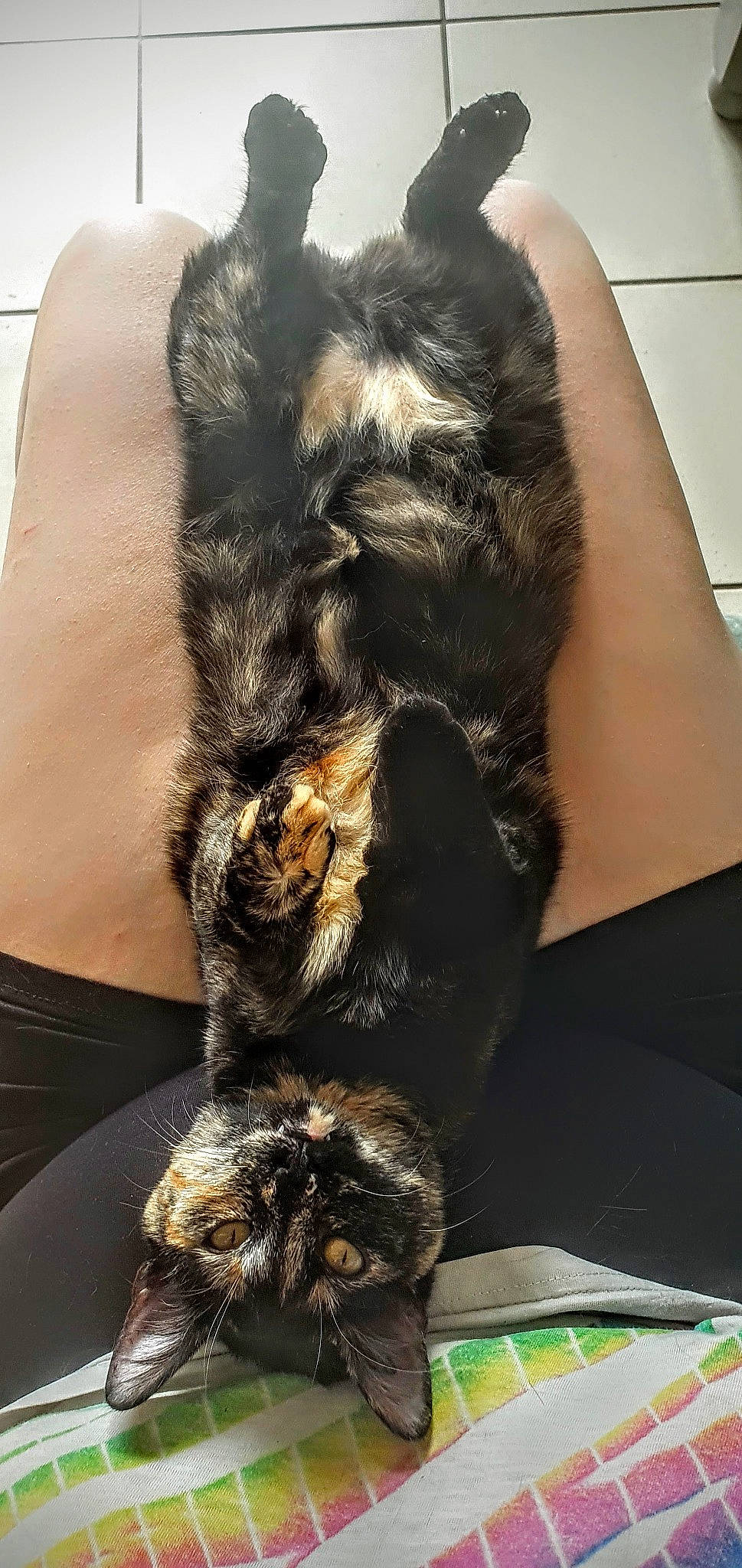 Iris a rejoint le concours — aidez-le/la à gagner de superbes lots ! animal_product, canidae, carnivore, cat, claw, comfort, companion_dog, dog_breed, domestic_short_haired_cat, ear, felidae, fur, long_hair, natural_material, small_to_medium_sized_cats, snout, sporting_group, tail, terrestrial_animal, whiskers