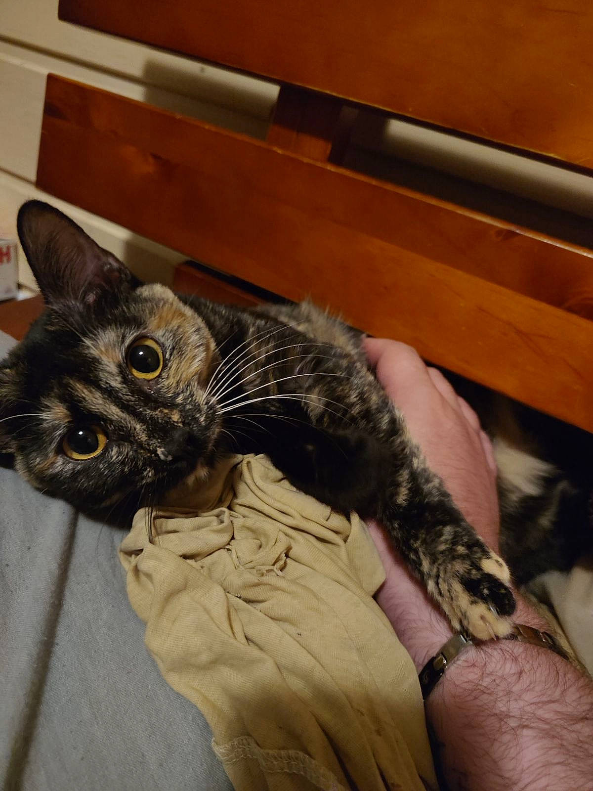 Iris participe au concours pour gagner de l'argent avec cette photo : black_cat, canidae, carnivore, cat, claw, comfort, dog_breed, domestic_short_haired_cat, ear, felidae, fur, gesture, paw, small_to_medium_sized_cats, snout, tail, toy, whiskers