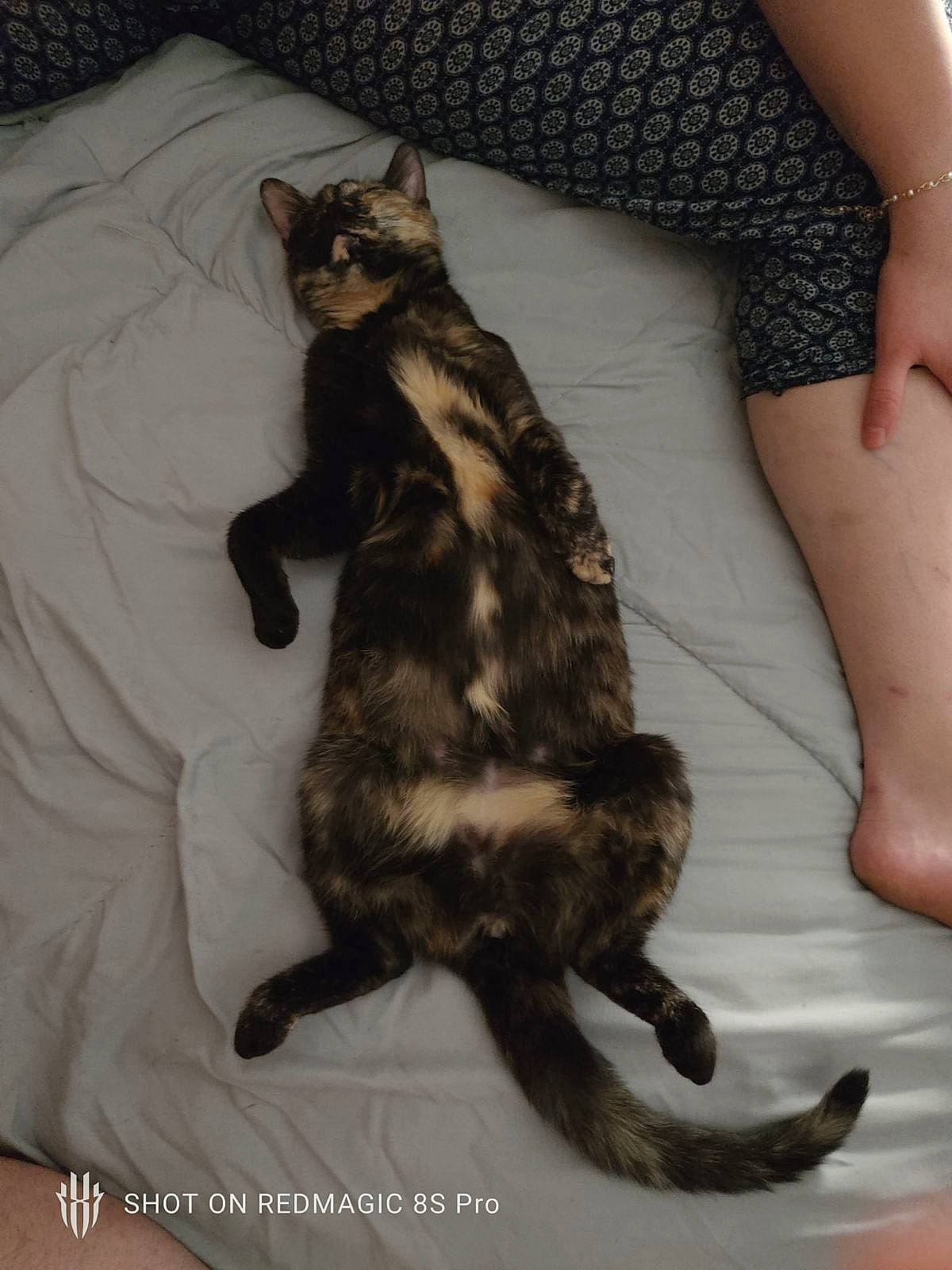 Iris a rejoint le concours — aidez-le/la à gagner de superbes lots ! calf, carnivore, cat, claw, comfort, domestic_short_haired_cat, felidae, foot, fur, human_leg, knee, lap, leg, mammal, paw, small_to_medium_sized_cats, tail, terrestrial_animal, thigh, whiskers