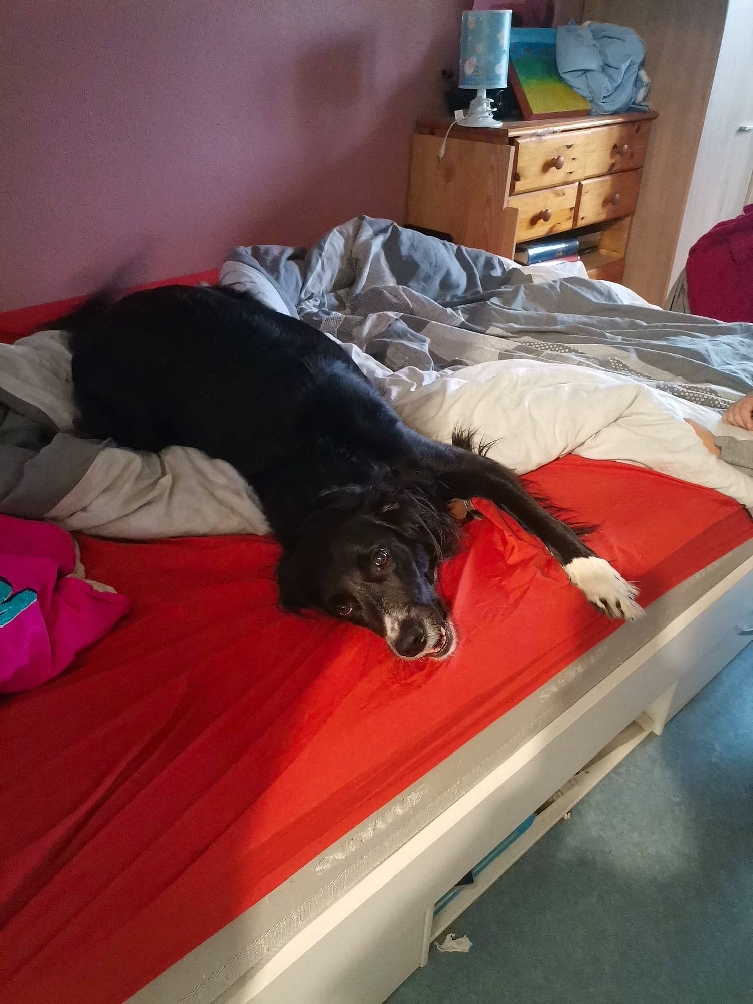 Phara participe au concours pour gagner de l'argent avec cette photo : bed, bed_frame, bedding, cabinetry, canidae, carnivore, chest_of_drawers, comfort, companion_dog, dog, dog_breed, drawer, flooring, furniture, hardwood, linens, room, sporting_group, wood, working_animal