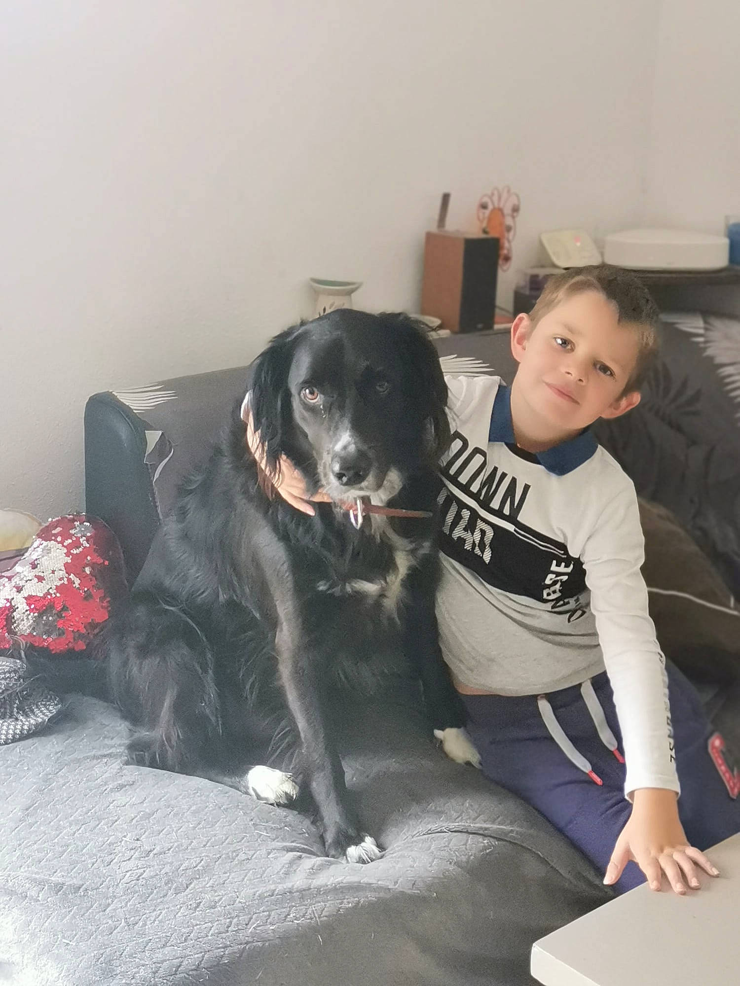 Phara participe au concours pour gagner de l'argent avec cette photo : canidae, carnivore, chair, comfort, companion_dog, couch, dog, dog_breed, flooring, fur, guard_dog, lap, living_room, sitting, sporting_group, t_shirt, working_dog