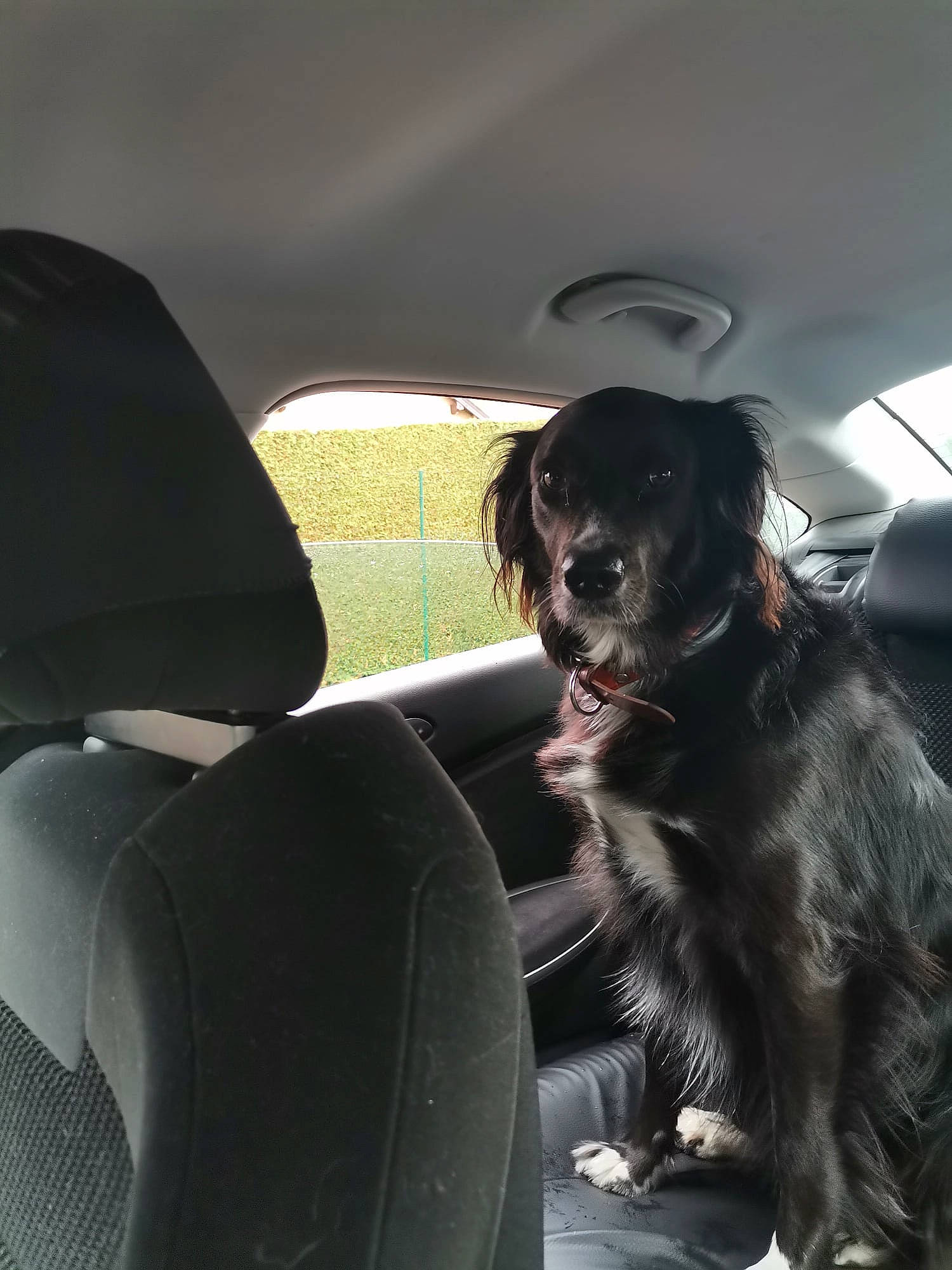 Phara participe au concours pour gagner de l'argent avec cette photo : auto_part, automotive_design, automotive_exterior, automotive_window_part, car, car_seat, car_seat_cover, carnivore, companion_dog, dog, dog_breed, family_car, head_restraint, luxury_vehicle, motor_vehicle, personal_luxury_car, tints_and_shades, vehicle, vehicle_door, window