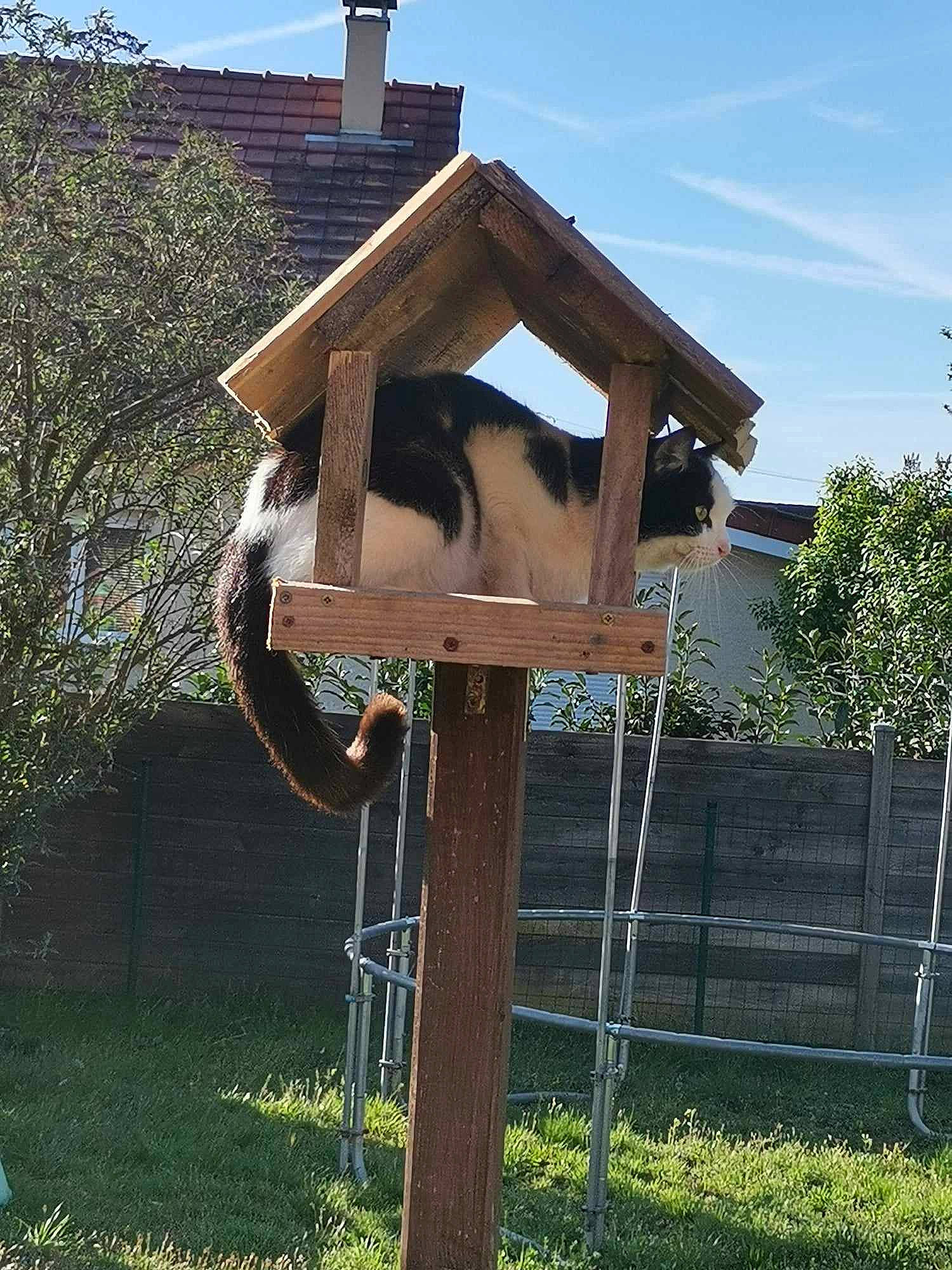 Mini a rejoint le concours — aidez-le/la à gagner de superbes lots ! art, birdhouse, building, cloud, cottage, fence, grass, house, landscape, mailbox, pet_supply, plant, pole, sculpture, sky, tree, window, wood, yard