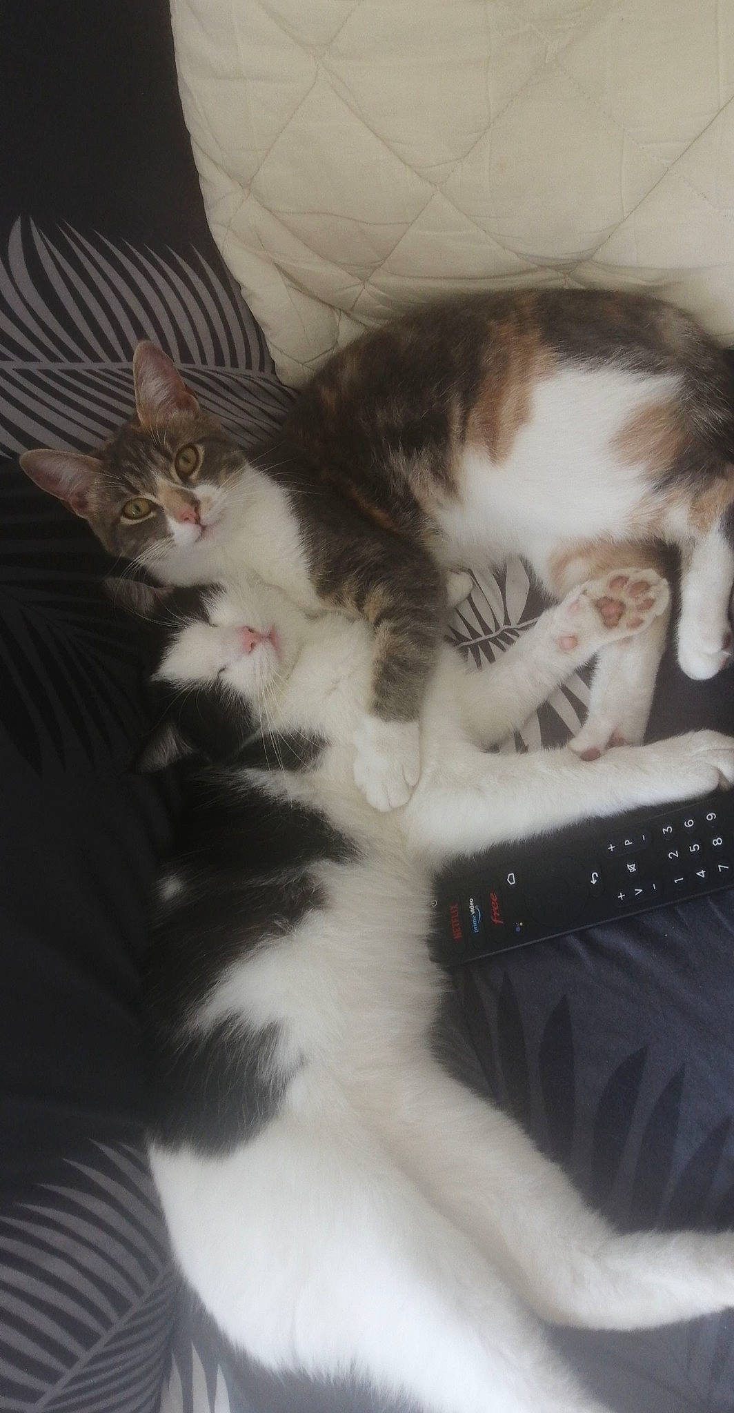 Mini a rejoint le concours — aidez-le/la à gagner de superbes lots ! carnivore, cat, claw, comfort, domestic_short_haired_cat, ear, eye, felidae, formal_wear, fur, gesture, lap, nap, paw, sleep, small_to_medium_sized_cats, tail, whiskers