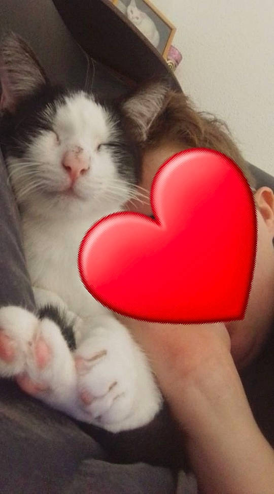 Mini participe au concours pour gagner de l'argent avec cette photo : carnivore, cat, claw, comfort, domestic_short_haired_cat, ear, fawn, felidae, foot, fur, gesture, human_leg, lap, love, nail, nose, paw, small_to_medium_sized_cats, tail, whiskers