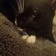 Spooke is registered to the contest to win money with this photo: cat, black_and_white, whiskers, paw, close_up, carpet, indoor, pet, feline, resting, texture, eye, fur, animal, mammal, cute, domestic, relaxed, lying, close