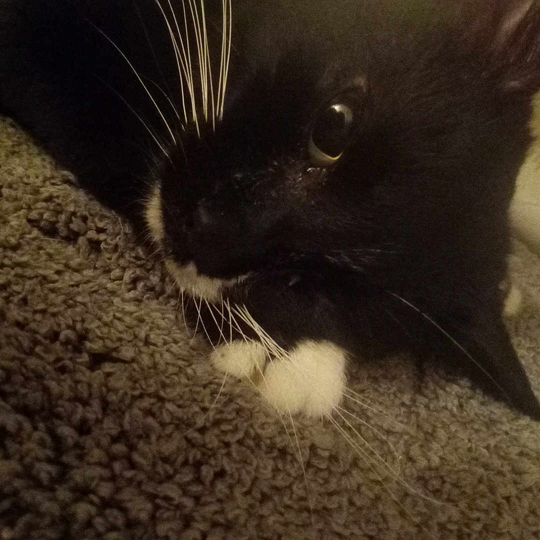 Spooke is registered to the contest to win money with this photo: animal, black_and_white, carpet, cat, close, close_up, cute, domestic, eye, feline, fur, indoor, lying, mammal, paw, pet, relaxed, resting, texture, whiskers