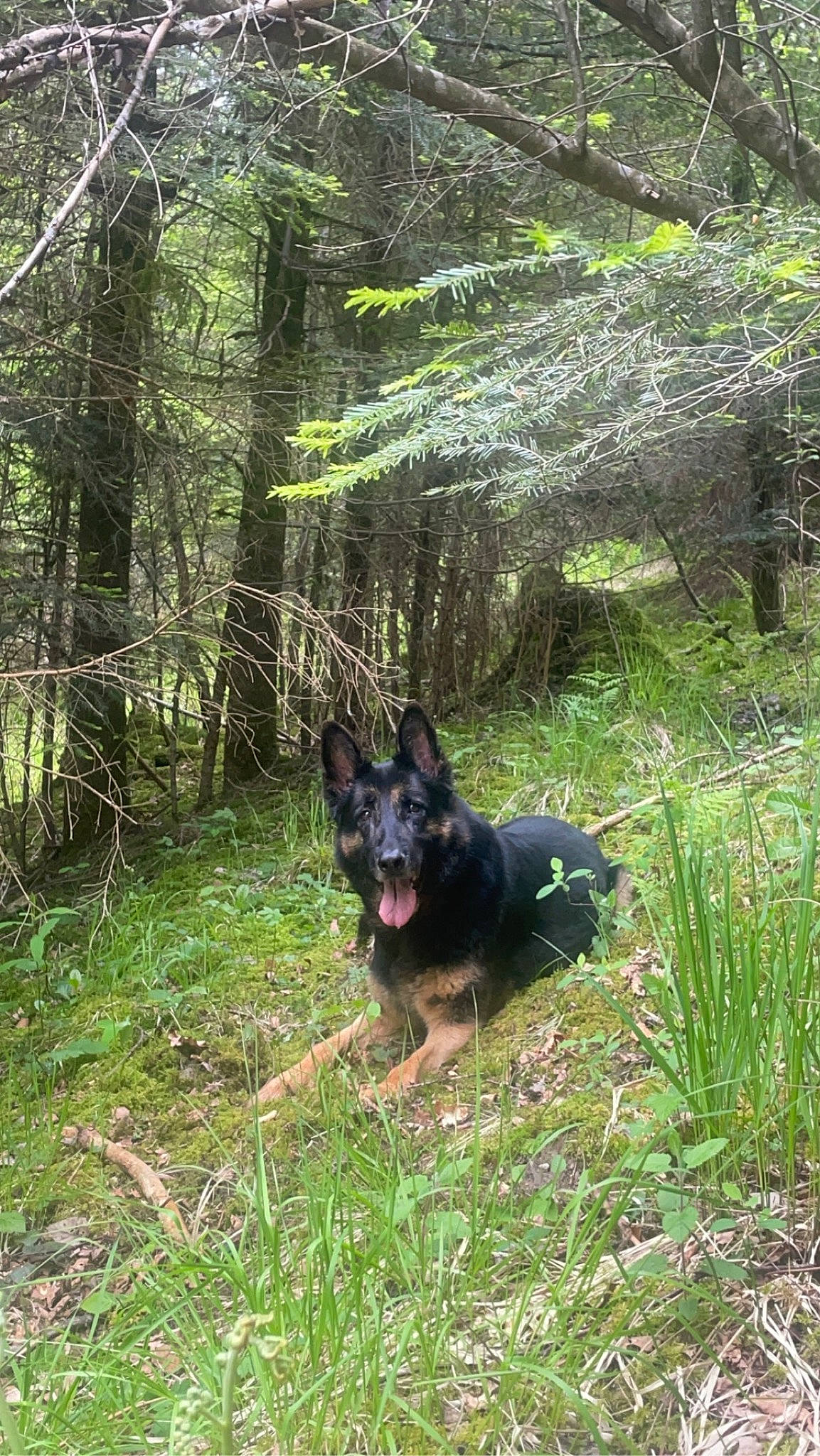 Iéna a rejoint le concours — aidez-le/la à gagner de superbes lots ! canidae, carnivore, dog, dog_breed, east_european_shepherd, fawn, forest, german_shepherd_dog, grass, guard_dog, king_shepherd, old_german_shepherd_dog, old_growth_forest, plant, sporting_group, temperate_broadleaf_and_mixed_forest, terrestrial_plant, tree, wood, woodland