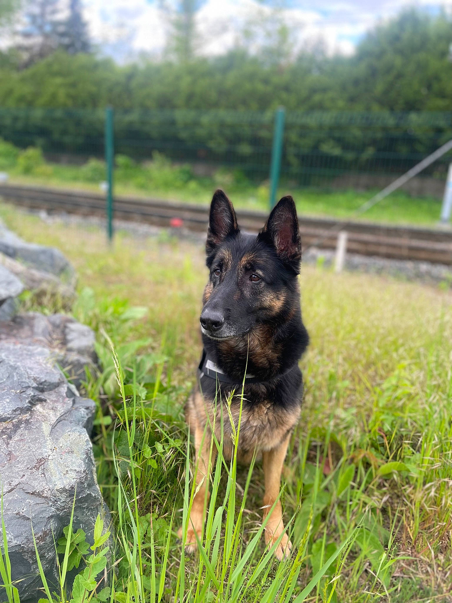 Iéna participe au concours pour gagner de l'argent avec cette photo : canidae, canis, carnivore, dog, dog_breed, east_european_shepherd, german_shepherd_dog, grass, herding_dog, king_shepherd, old_german_shepherd_dog, plant, snout, sporting_group, terrestrial_animal, tree, working_animal, working_dog