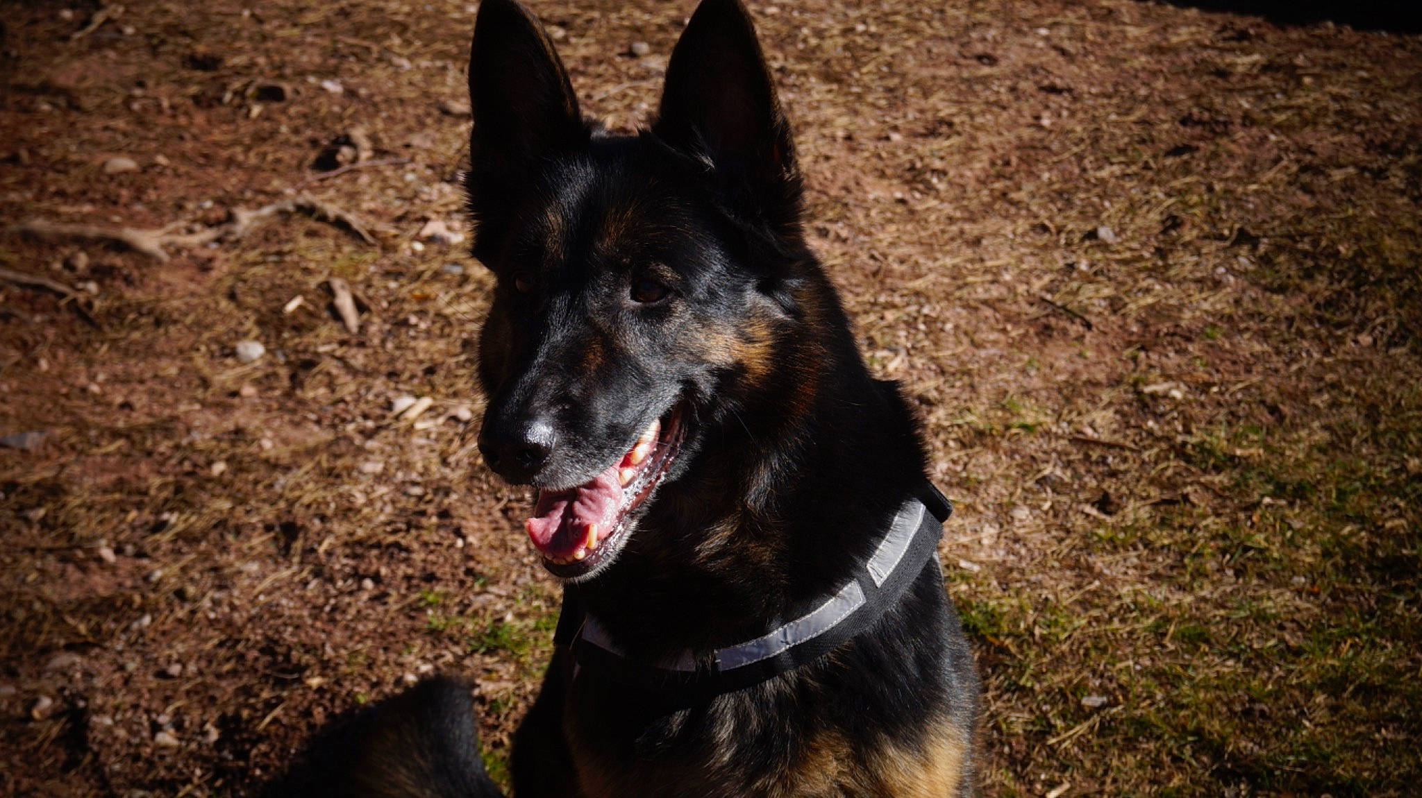 Iéna participe au concours pour gagner de l'argent avec cette photo : canidae, carnivore, collar, companion_dog, dog, dog_breed, dog_collar, fang, fur, grass, guard_dog, herding_dog, king_shepherd, plant, snout, sporting_group, terrestrial_animal, whiskers, working_animal, working_dog