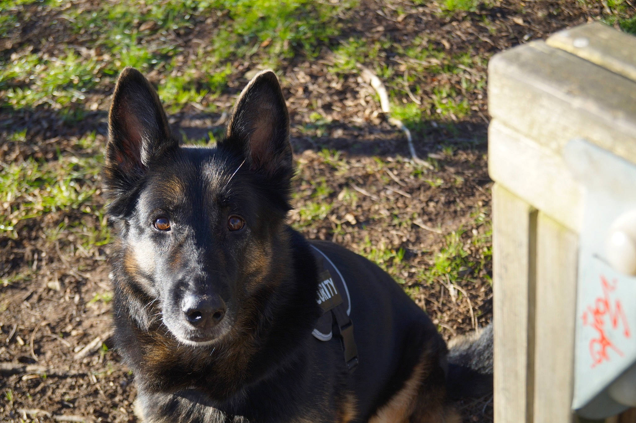 Iéna a rejoint le concours — aidez-le/la à gagner de superbes lots ! box, canidae, carnivore, dog, dog_breed, east_european_shepherd, gas, german_shepherd_dog, grass, guard_dog, herding_dog, king_shepherd, old_german_shepherd_dog, plant, snout, sporting_group, terrestrial_animal, wildlife, working_animal, working_dog