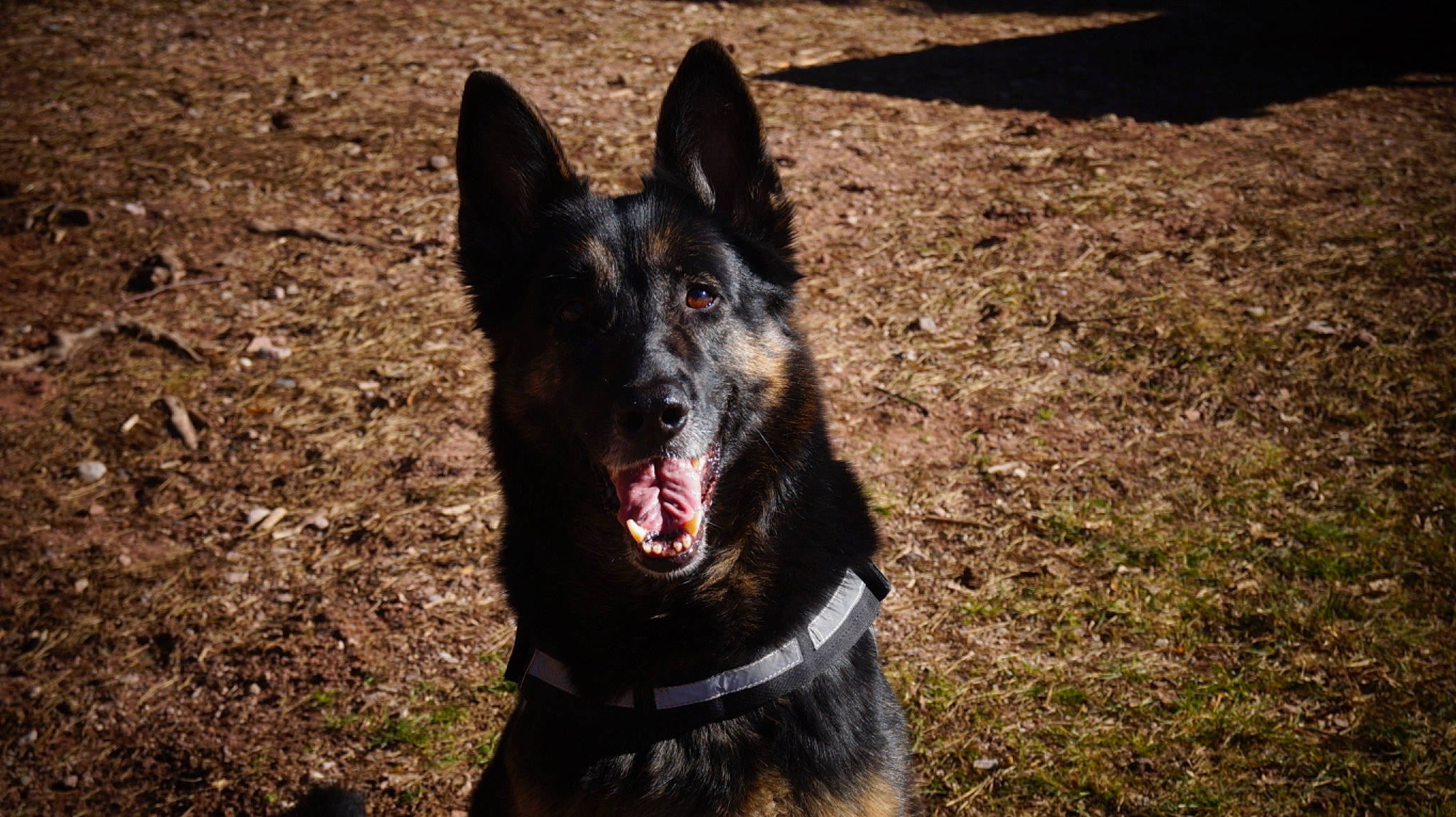 Iéna participe au concours pour gagner de l'argent avec cette photo : art, canidae, carnivore, collar, companion_dog, dog, dog_breed, dog_collar, east_european_shepherd, fang, grass, guard_dog, herding_dog, hunting_dog, plant, sporting_group, terrestrial_animal, whiskers, working_animal, working_dog