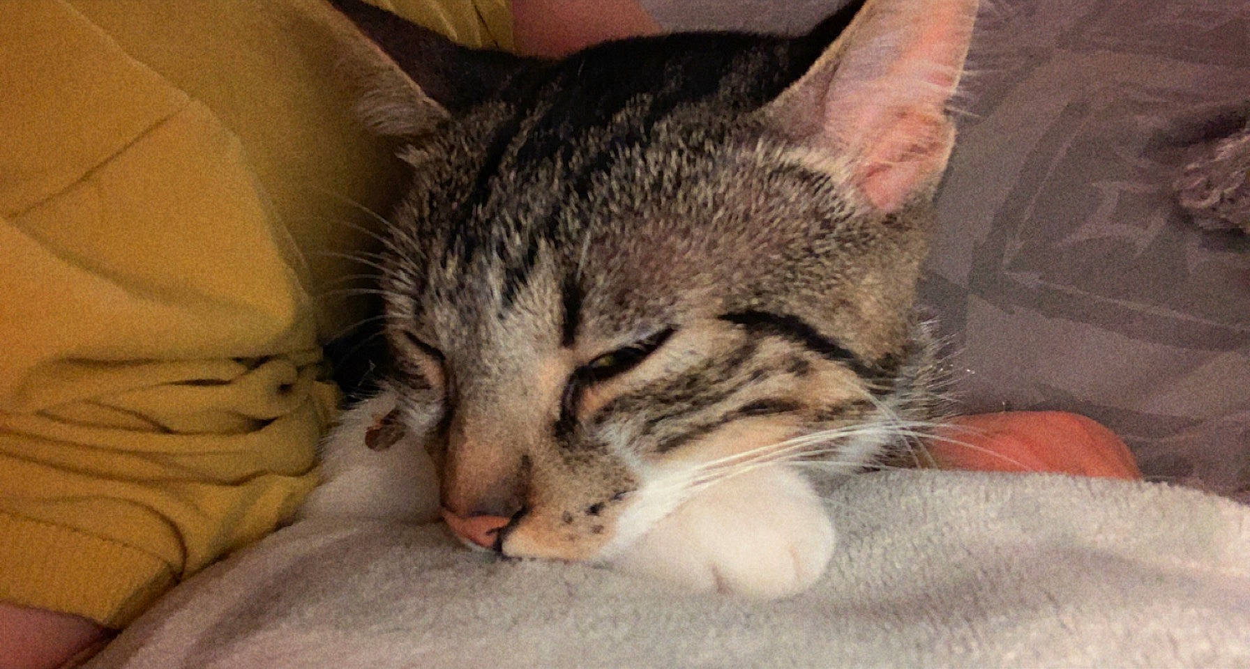 Hisoka participe au concours pour gagner de l'argent avec cette photo : bored, carnivore, cat, cat_supply, claw, comfort, domestic_short_haired_cat, ear, eye, felidae, fur, head, nap, paw, sleep, small_to_medium_sized_cats, snout, terrestrial_animal, whiskers, wildlife