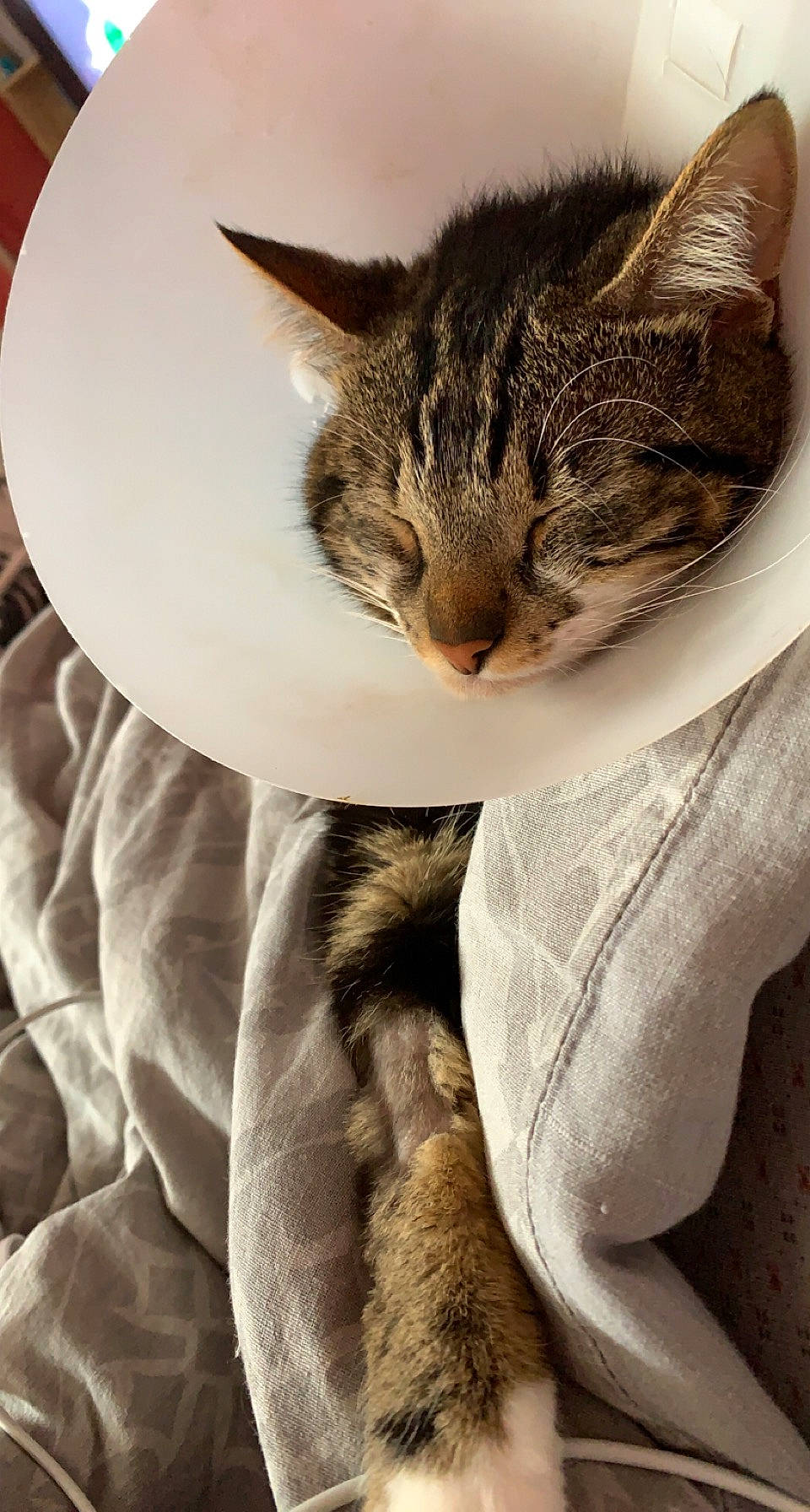 Hisoka a rejoint le concours — aidez-le/la à gagner de superbes lots ! carnivore, cat, claw, close_up, comfort, domestic_short_haired_cat, ear, eye, fawn, felidae, fur, hair, head, iris, leg, paw, small_to_medium_sized_cats, snout, tail, whiskers