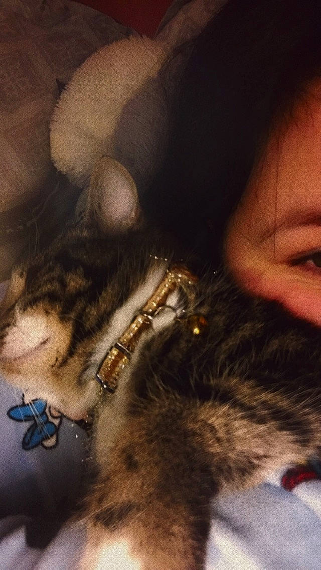 Hisoka a rejoint le concours — aidez-le/la à gagner de superbes lots ! beard, carnivore, cat, eye, eyelash, facial_hair, felidae, fur, fur_clothing, gesture, human_leg, iris, jaw, long_hair, nail, small_to_medium_sized_cats, snout, tail, trunk, whiskers