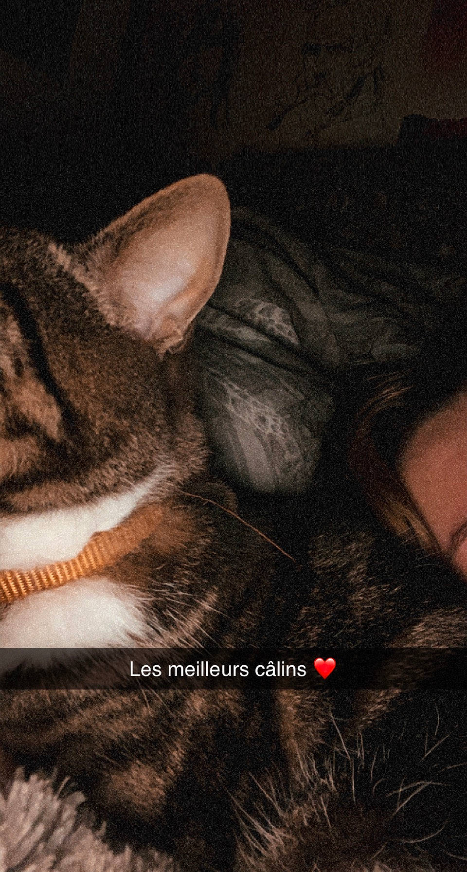 Hisoka a rejoint le concours — aidez-le/la à gagner de superbes lots ! art, carnivore, cat, darkness, domestic_short_haired_cat, felidae, font, fur, illustration, love, nap, painting, paw, photo_caption, small_to_medium_sized_cats, snout, tail, visual_arts, whiskers, wildlife