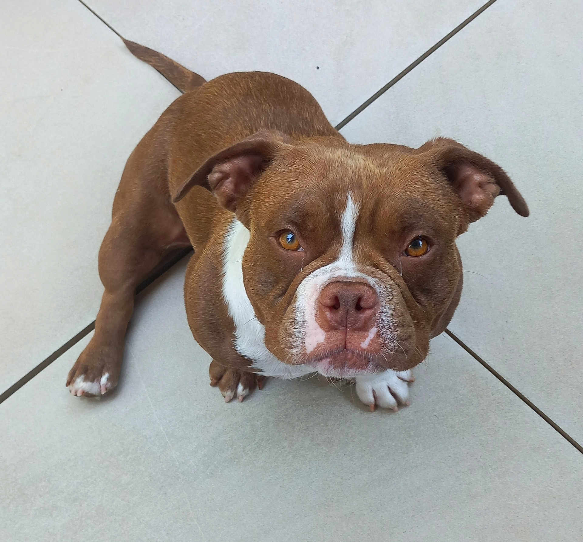 Jelly a rejoint le concours — aidez-le/la à gagner de superbes lots ! dog, brown, white, pet, animal, canine, paws, ears, floor, looking_up, cute, domestic, companion, young_dog, snout, alert, sitting, indoor, portrait, tile