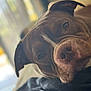 dog, close_up, resting, blanket, brown_dog, indoor, soft_light, portrait, relaxed, pet, canine, fur, snout, ears, sleepy, domestic_animal, companion, cozy, animal_face, laying_down