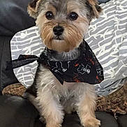 Gizmo is registered to the contest to win money with this photo: dog, puppy, bandana, black_bandana, skeleton_pattern, couch, pillow, blanket, fur, pet, cute, small_dog, indoors, seated, alert, furry, companion, animal, domestic_animal, portrait