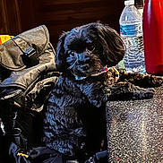 Max is registered to the contest to win money with this photo: dog, black_dog, pet, indoor, bag, water_bottle, thermos, countertop, fur, collar, table, resting, cute, companion, animal, domestic_animal, relaxed, close_up, curious, portrait
