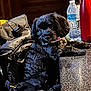 dog, black_dog, pet, indoor, bag, water_bottle, thermos, countertop, fur, collar, table, resting, cute, companion, animal, domestic_animal, relaxed, close_up, curious, portrait