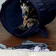 Mimosa is registered to the contest to win money with this photo: cat, calico_cat, collar, tags, indoor, wooden_floor, fabric_tunnel, pet, animal, feline, resting, cozy, blue, collapsible_tunnel, household, domestic, curious, sitting, fur, comfort