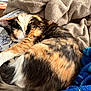 Mimosa is registered to the contest to win money with this photo: cat, calico_cat, sleeping, bed, blanket, fleece, fur, cozy, resting, indoor, pet, animal, cute, curled_up, soft, comfort, relaxation, fur_pattern, domestic_cat, nap