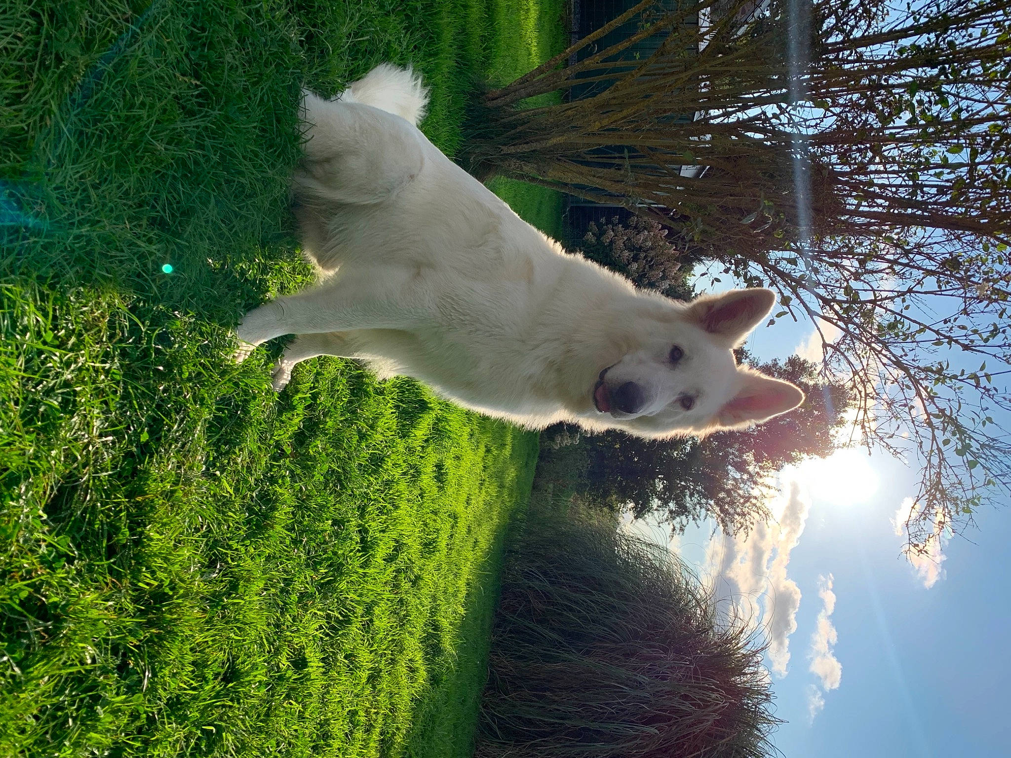 Nao participe au concours pour gagner de l'argent avec cette photo : canidae, carnivore, cloud, dog, dog_breed, fur, grass, grassland, light, plant, shadow, sky, snout, sporting_group, tail, tree, trunk, twig, water, wood